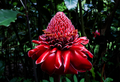 Red Torch