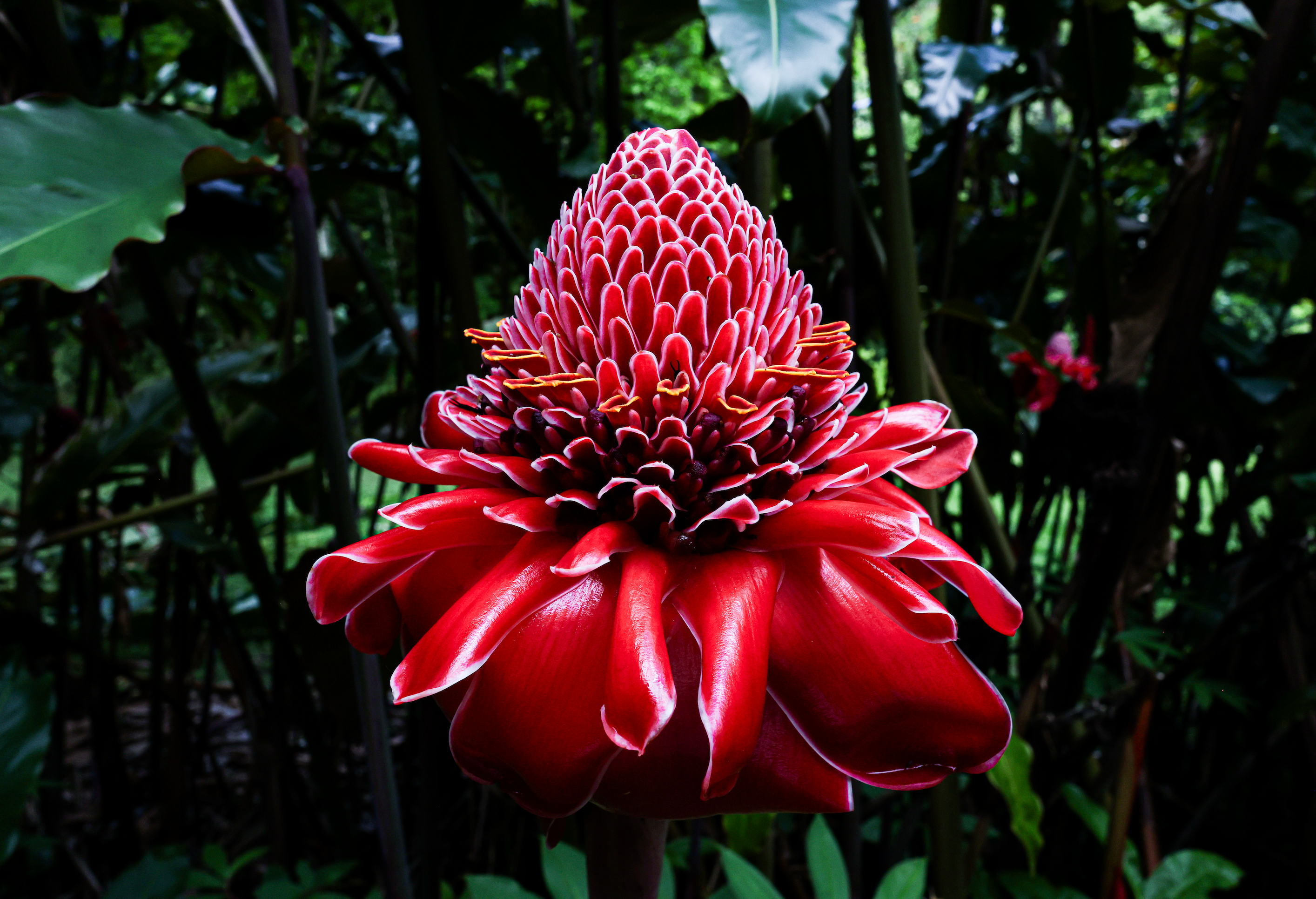 Red Torch