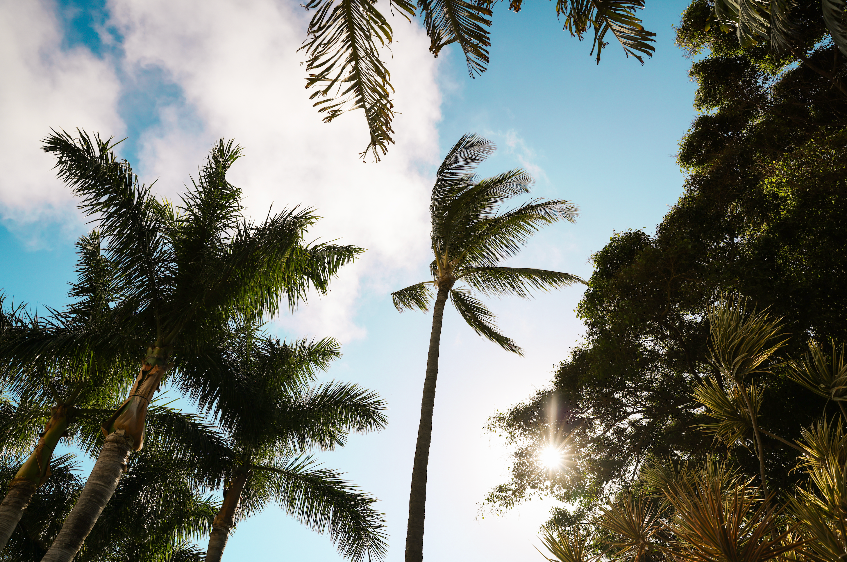 Summer Breeze